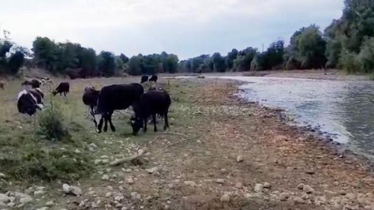 Mudurnu Çayı’nda kirlilik