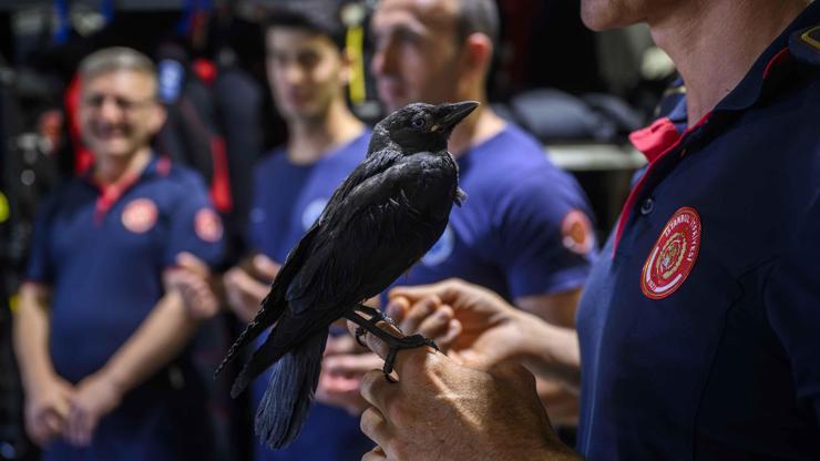Yavruyken kurtarıldı, büyüyünce bırakmadı: İşte itfaiye ekibinin kanatlı üyesi Zeytin