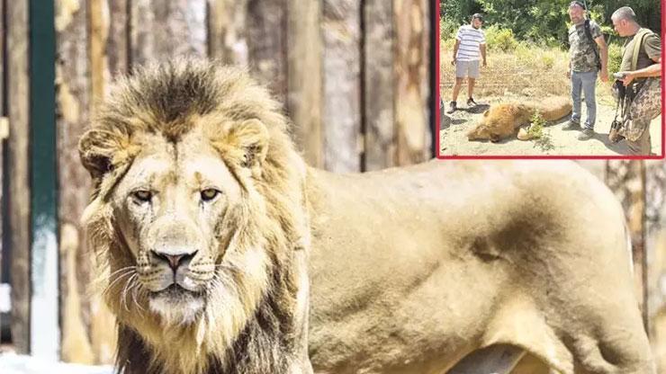 Afrikadan Antalyaya uzanan hikaye Zeus Daha önce uyarı yapılmış İlkel toplama kampı gibi
