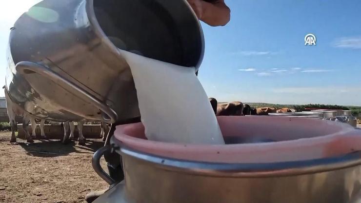 Süt şirketlerine denetim