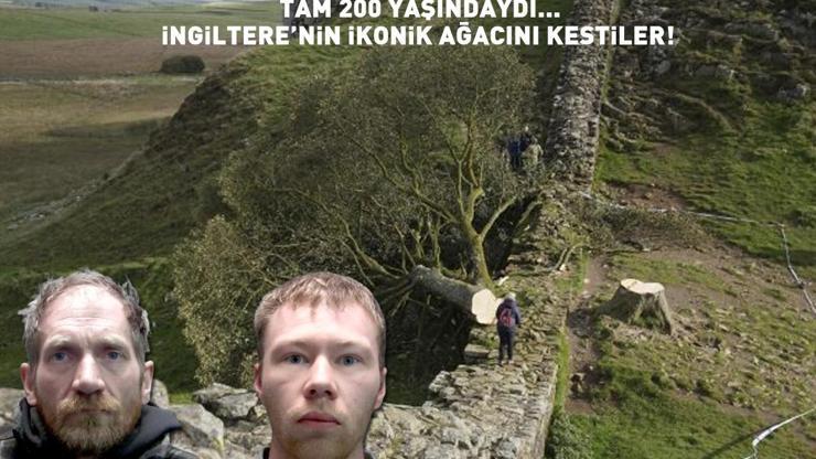 Tam 200 yıllıktı... İngilterenin ikonik ağacını kestiler Cezaları belli oldu