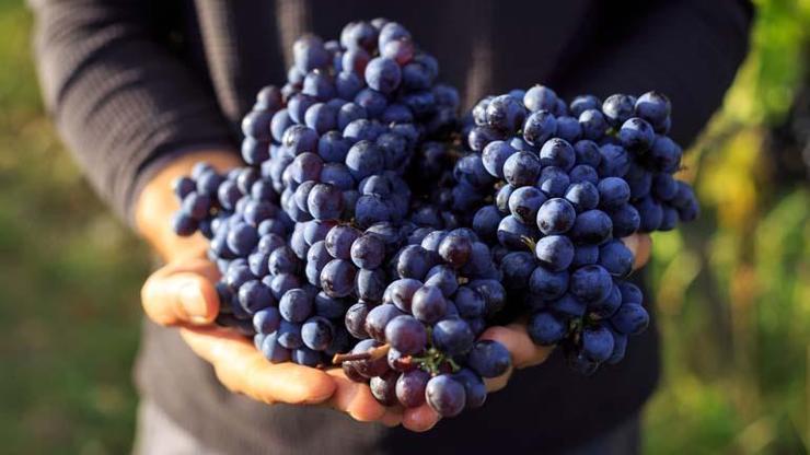 AVUÇ AVUÇ YİYORSUNUZ AMA VÜCUDU YAĞLANDIRIYOR Yazın En Çok Tüketilen Besinlerin Başında Geliyor Ama Dikkat Kan Şekerini Fırlatabilir