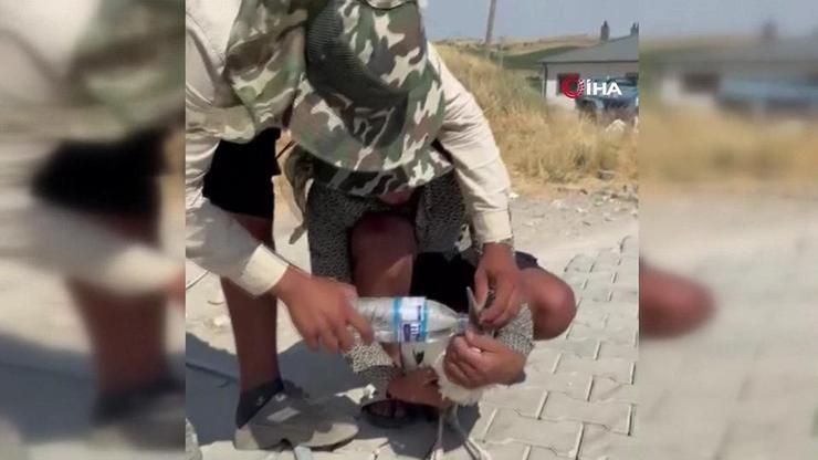 Adıyaman’da sıcaktan bayılan leyleği köylüler kurtardı