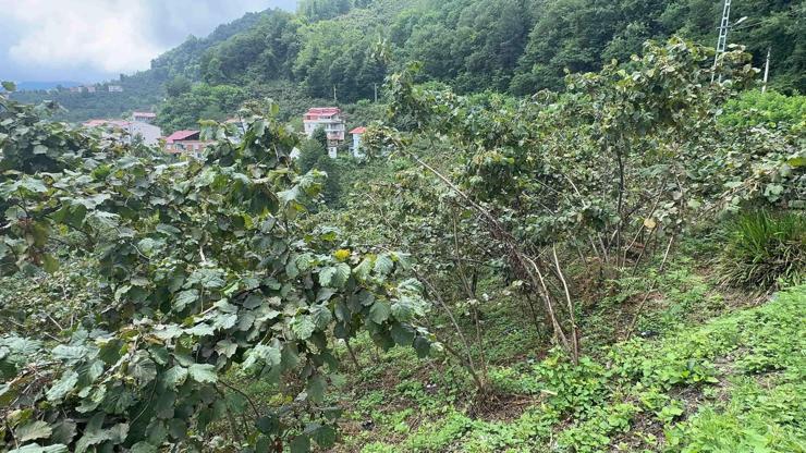 Doğu Karadeniz’den 6 ayda 1,4 milyar dolarlık fındık ihracatı