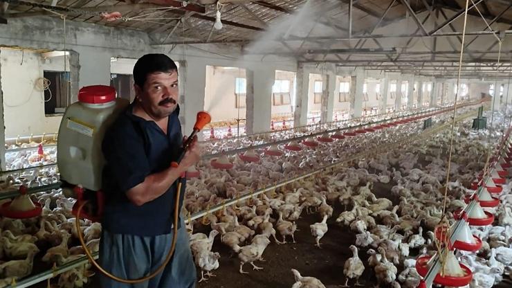 Aşırı sıcakta tavukları buzlu suyla serinletiyor