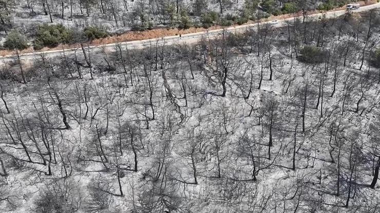 YEŞİL DOĞA SİYAHA DÖNDÜ İşte yangından sonra Bursa...