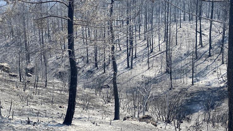 Karabük’te, bölgedeki ‘baca etkisi’ orman yangınının şiddetini artırdı Karabük’te, bölgedeki ‘baca etkisi’ orman yangınının şiddetini artırdı