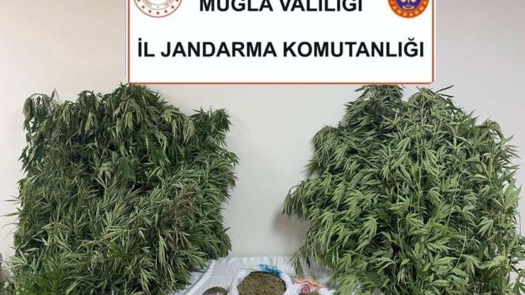Muğla'da uyuşturucu operasyonu