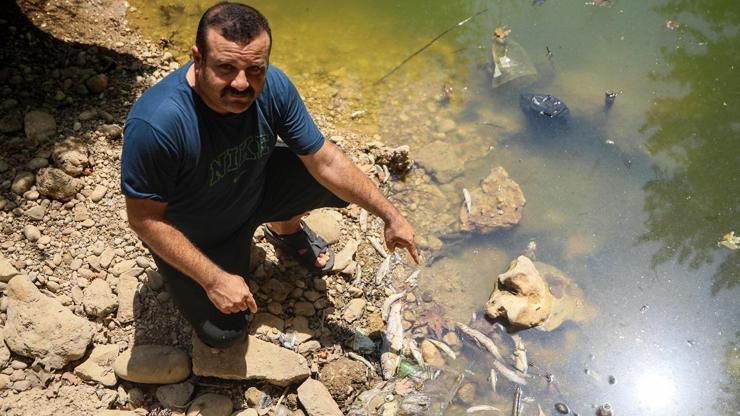 Endişe veren görüntü: Yüzlercesi öldü