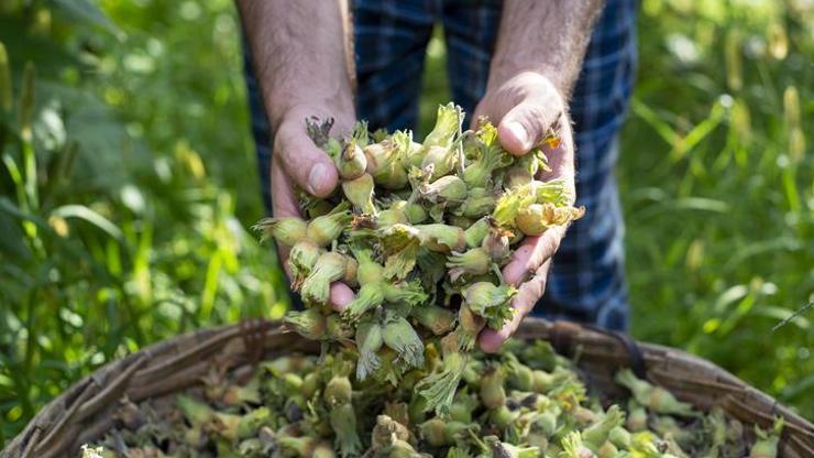 TMO’dan fındık üreticisine uyarı: Bu fiyatın altına satmayın
