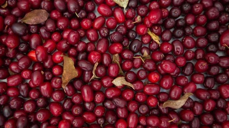 Doğadaki En Güçlü Doğal İlaç: KIZILCIK Tansiyon, Enfeksiyon, İltihap, Sindirim Sistemi, Mide, Bağırsak, Kolesterol... Kan Dolaşımından Sindirim Sistemine Etkilemediği Şey Yok Kalbi Koruyor, Enfeksiyonu Düşürüyor