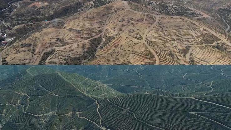 5 yıl önce yanmıştı... Dikilen fidanlarla orman yeniden yeşerdi