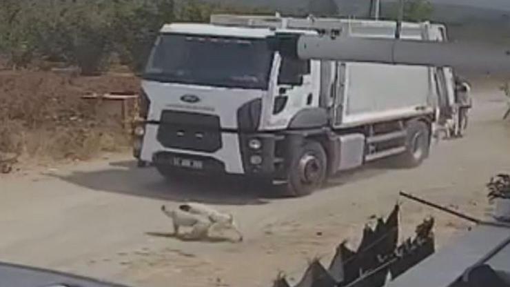 Ezerek öldürdükleri köpekleri çöp kamyonuna atıp götürdüler; o anlar kamerada Ezerek öldürdükleri köpekleri çöp kamyonuna atıp götürdüler; o anlar kamerada