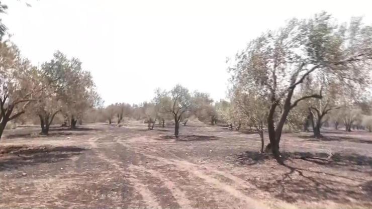 Saçaklı Köyü’nde yangın: Zeytin ağaçları kül, çiftçiler zararın izini sürüyor