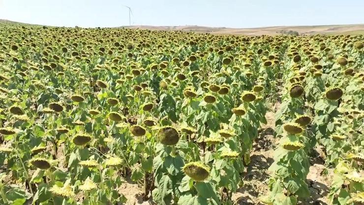 Ayçiçeği tarlalarında son durum ne Dönümden yaklaşık 100 kilogram kayıp var