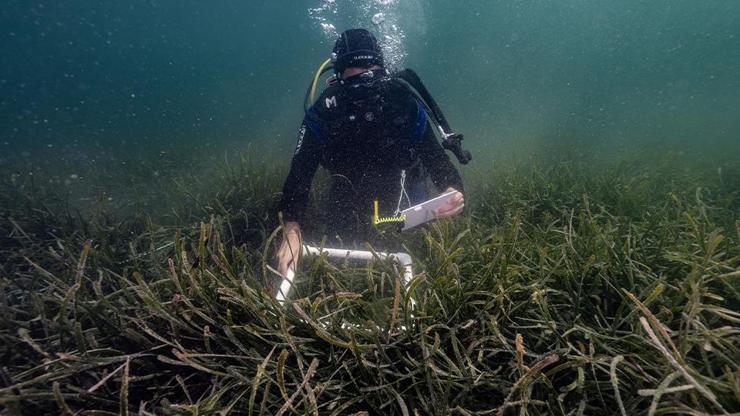 Marmara Denizinde müsilajla mücadele: ÇAYIR-İZ ve PİNA-İZ projeleri ile nefes alacak