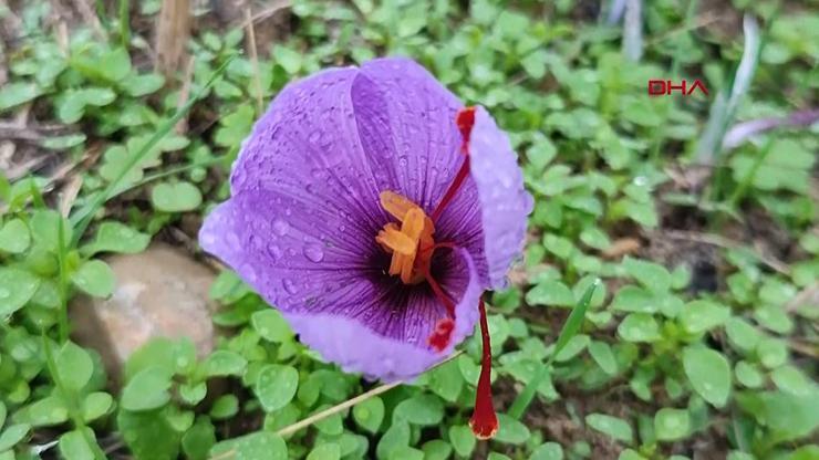 Dünyanın en pahalı baharatı: Safran