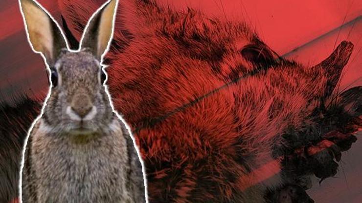 ABD’de “Frankenstein Tavşan” Paniği! Sebebi Bir 'Virüs'... ABD’de “Frankenstein Tavşan” Paniği! Sebebi Bir 'Virüs'...