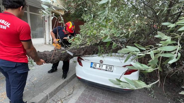 İstanbul - Avcılar’da 3 ağaç şiddetli rüzgar nedeniyle devrildi İstanbul - Avcılar’da 3 ağaç şiddetli rüzgar nedeniyle devrildi