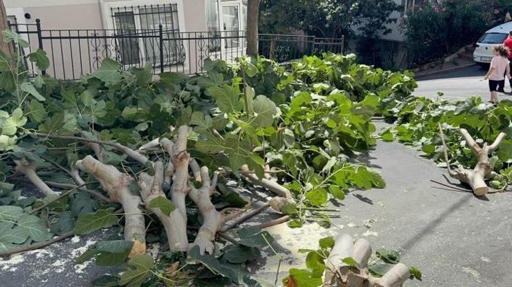 İstanbul’da şiddetli rüzgar ağaçları devirdi: 2 kişi yaralandı, araçlar hasar gördü
