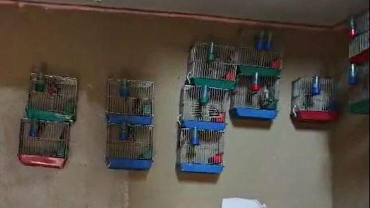 Adana'da evinde 21 saka kuşu besleyene 151 bin lira ceza
