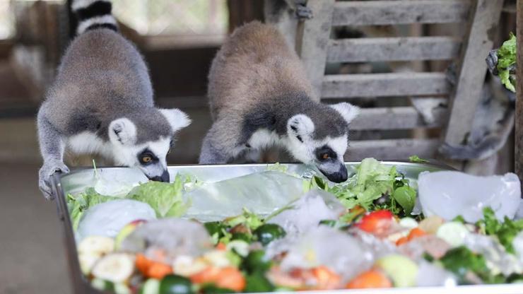 Sıcaktan etkilenen hayvanlar buzlu meyve ile serinliyor