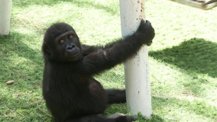 Yavru goril zeytin ülkesine dönüyor