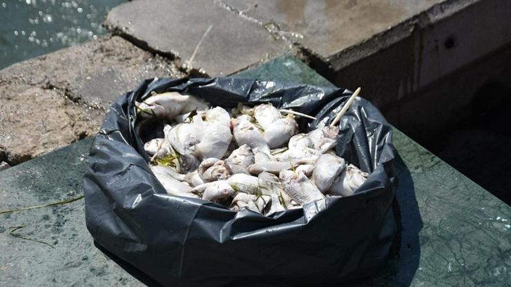 İzmir Körfezi alarm veriyor! Balık ölümleri kötü koku yayıyor İzmir Körfezi alarm veriyor! Balık ölümleri kötü koku yayıyor