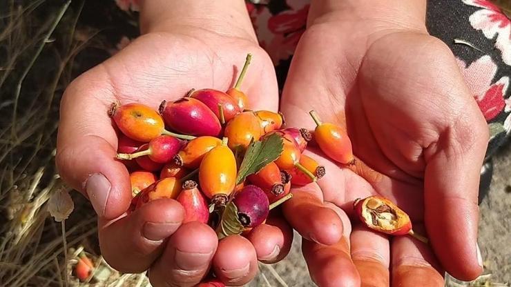 Dağlardan Toplanan Doğal Antibiyotik: Vücuttaki Enfeksiyonu Söküp Atıyor Lif Deposu, Bağırsakların Bir Numaralı Dostu