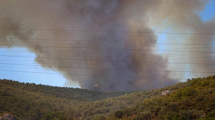 Bursa Yenişehir’de orman yangını... Yol trafiğe kapatıldı