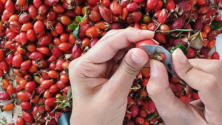100 Gramında 1 Portakala Eşdeğer C Vitamini Var Soğuk Algınlığı ve Gribe Birebir... Doğada Kendiliğinden Yetişiyor