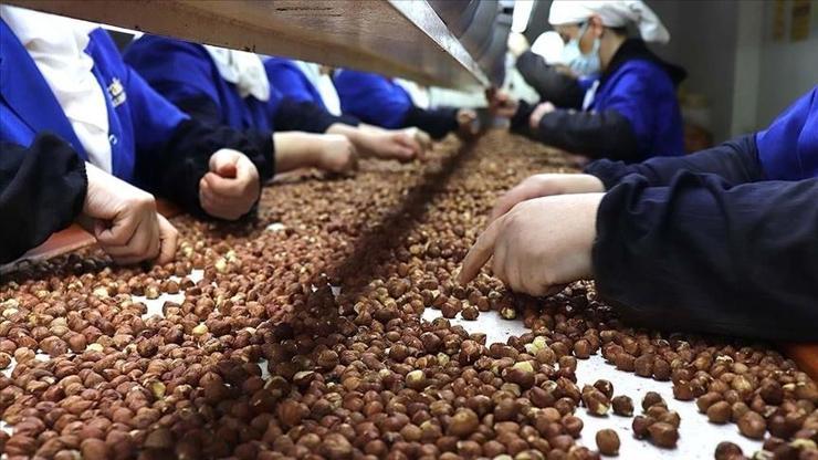 Trabzon’un fındık ihracatında liderliği sürüyor