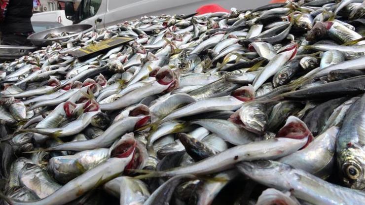 Av yasağı bitince tezgahlar istavritle doldu