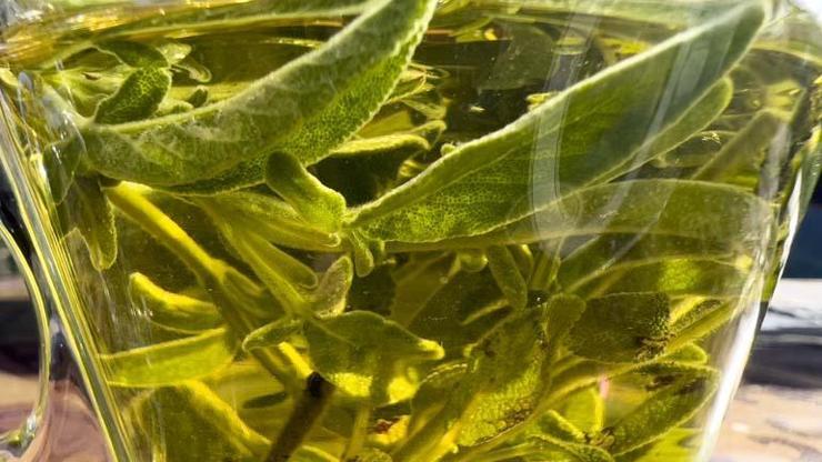 Alzheimerın Gizli Silahı Ortaya Çıktı Yaşlanan Beyin Hücrelerini Canlandırıyor