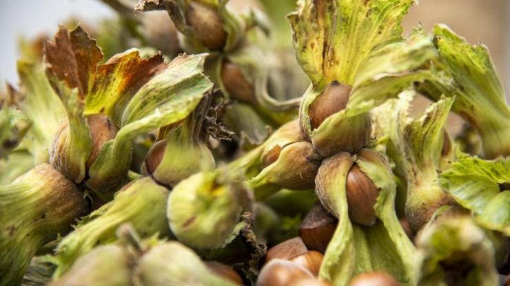 Türkiye’nin fındık ihracatı ocak-ağustos döneminde 1,46 milyar doları aştı