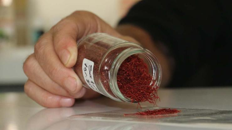 Kilosu 250 Bin Lira Ama Sahtesi Her Yerde Aman Dikkat Safran Diye Mısır Püskülü Yiyor Olabilirsiniz 26 Yıllık Aktardan Gerçek Safranı Anlamanın Tek ve En Kolay Yolu