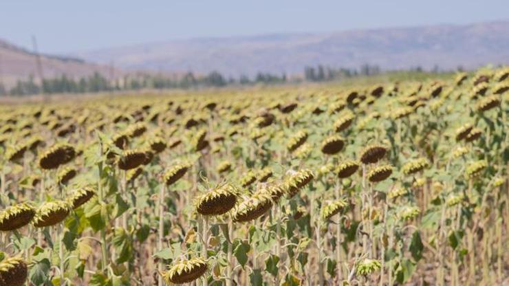 Ceylanpınar tarım işletmesinde ayçiçeği hasadı başladı Ceylanpınar tarım işletmesinde ayçiçeği hasadı başladı