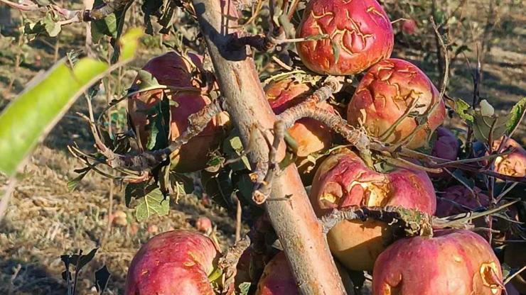 Hasada günler kala, elma bahçelerini dolu vurdu: 4 bin 700 dekar alanda zarar oluştu