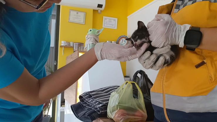 Bakan konvoyundaki araca giren yavru kediyi 112 ekipleri kurtardı Bakan konvoyundaki araca giren yavru kediyi 112 ekipleri kurtardı