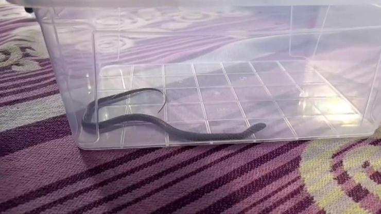 4. katta yılan paniği: Çocuk odasında şoke eden anlar
