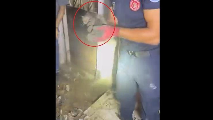 Giderde mahsur kalan yavru kediyi itfaiye kurtardı