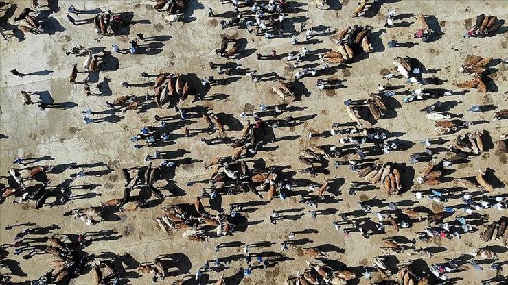 Hayvan sayısında artış... Büyükbaş 17,2 milyona, küçükbaş 58,2 milyona ulaştı Hayvan sayısında artış... Büyükbaş 17,2 milyona, küçükbaş 58,2 milyona ulaştı