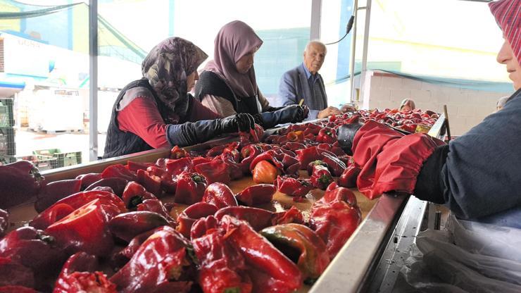 Kulacalı kadınların ürettiği 1500 ton biber salçası Hollanda'ya ihraç edilecek Kulacalı kadınların ürettiği 1500 ton biber salçası Hollanda'ya ihraç edilecek