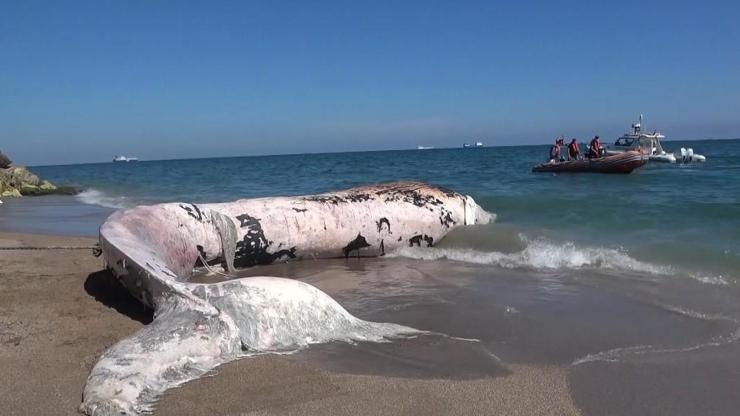  Bilimsel kazıyla çıkarılacak...