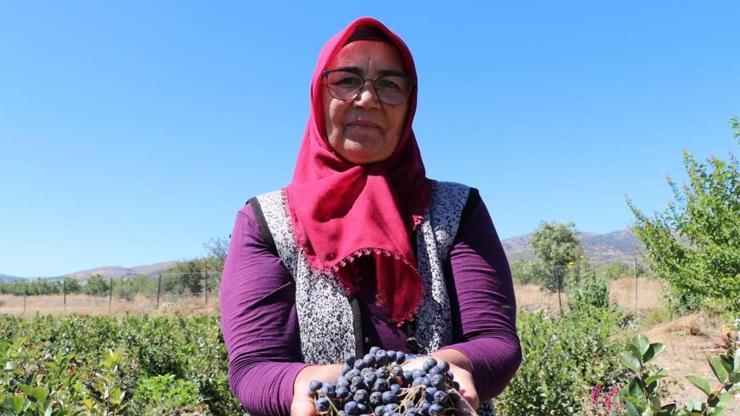 Kalbe İyi Geldiğini Öğrendi, 3 Yıl Dışarıdan Satın Aldı Şifa Bulduğu Meyvenin Üretimi İçin Şehir Değiştirdi, Üretimine Başladı