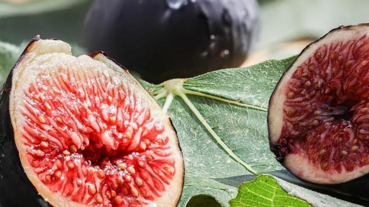 Bursa siyah incirinde bu yıl 17 bin ton ihracat hedefleniyor