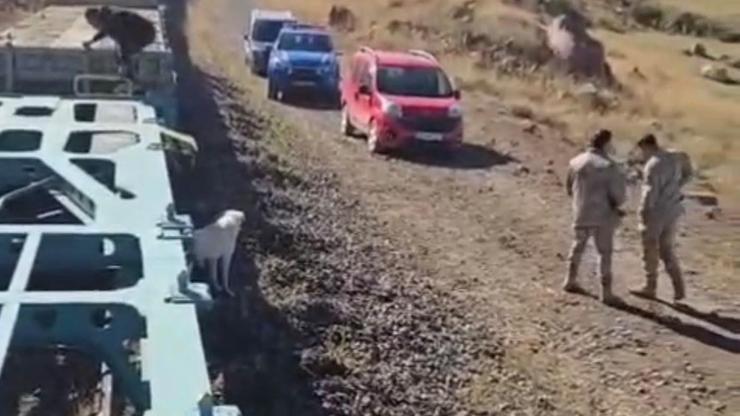 Yük treni büyükbaş sürüsüne çarptı; 5 inek öldü