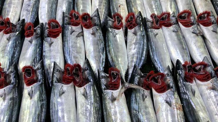 İşte Her Yaş Grubu İçin EN FAYDALI TEK BESİN En Önemli Omega-3 Kaynağı... Hafızayı Güçlendiriyor, Kalbi Koruyor, Kolesterolü Dengeliyor BİTMEDİ...