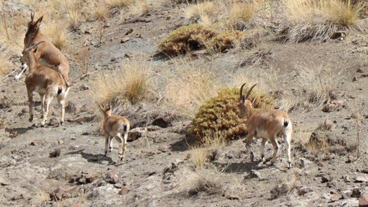 Sürü halinde gezen yaban keçileri dron kamerasında
