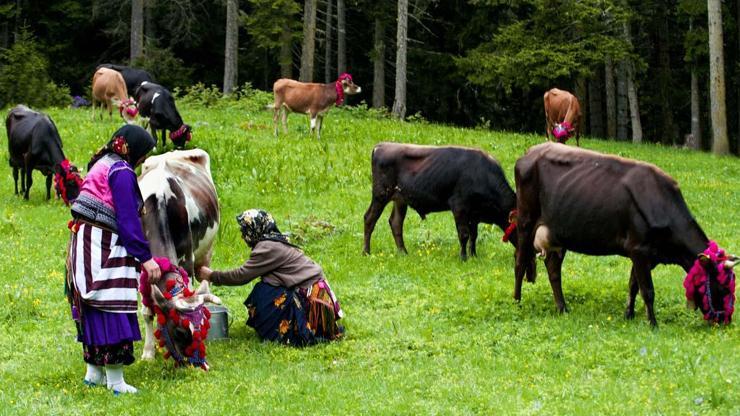 Türkiyede En Sık Karadenizde Görülüyor SİNSİ TEHLİKE: Çiftçi Akciğeri Hastalığı... Çiftçi Akciğeri Hastalığı Nedir, Belirtileri Nelerdir